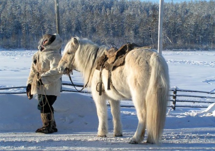 Самые сильные и грациозные породы лошадей, 30 фото
