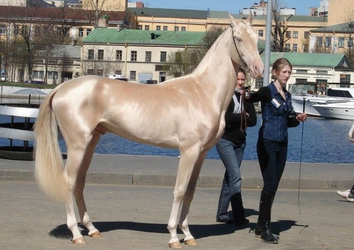 Самые сильные и грациозные породы лошадей, 30 фото