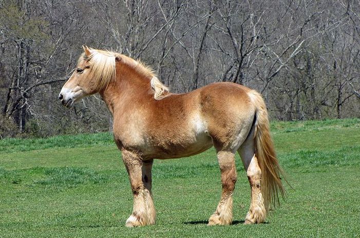 Самые сильные и грациозные породы лошадей, 30 фото