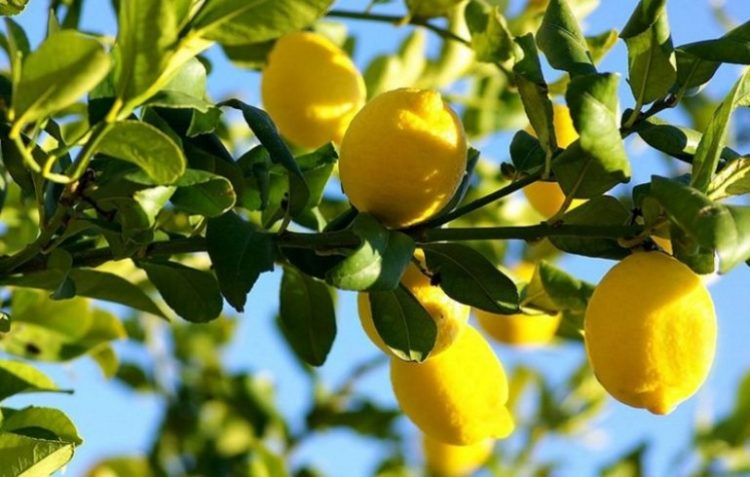 Топ-15 продуктов, которые продлевают молодость