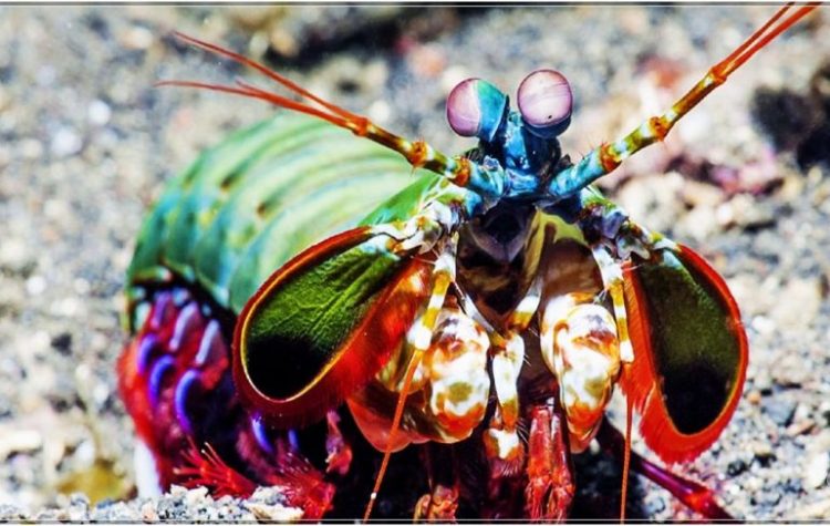 30 фото самых жутких морских обитателей