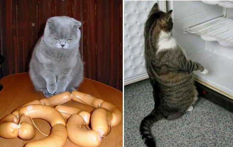 50 забавных котов Интернета