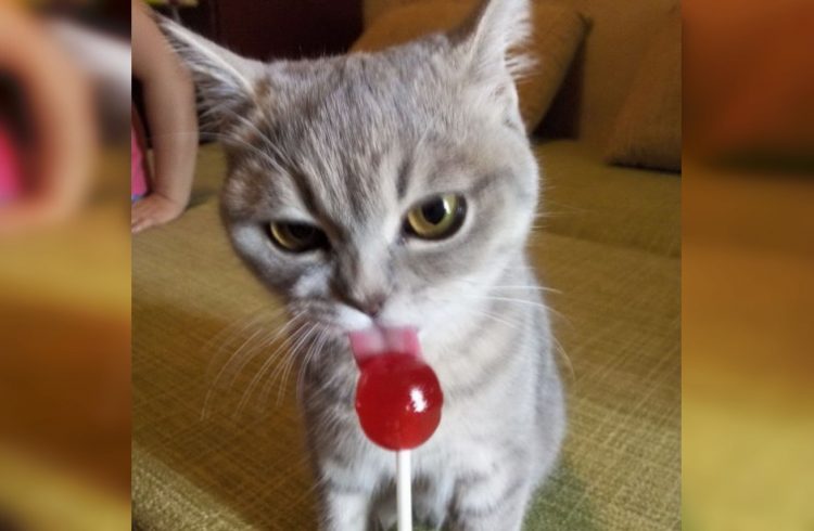 Животные-гурманы: 35 смешных зверушек, которые знают толк в еде