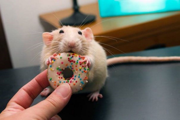 Животные-гурманы: 35 смешных зверушек, которые знают толк в еде