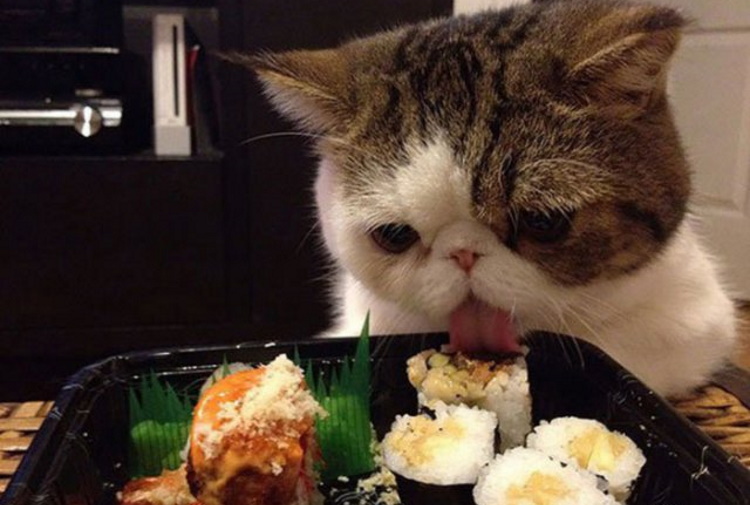 Животные-гурманы: 35 смешных зверушек, которые знают толк в еде