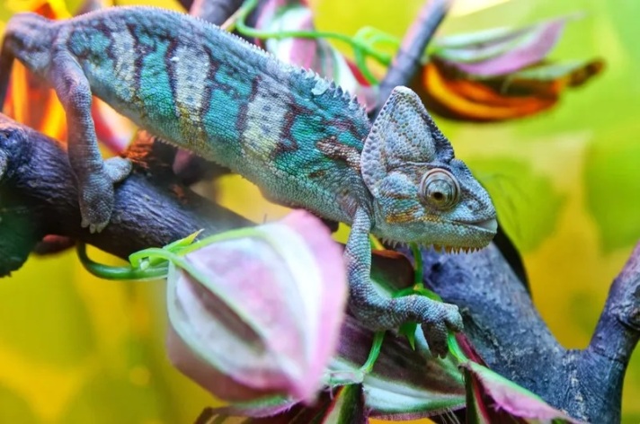 30 фото животных, которые идеально маскируются