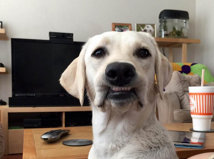 Too Funny Dog Emotions