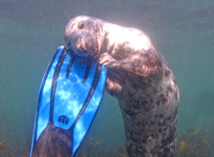 Fur-iously Funny: Hilarious Moments with Adorable Animals