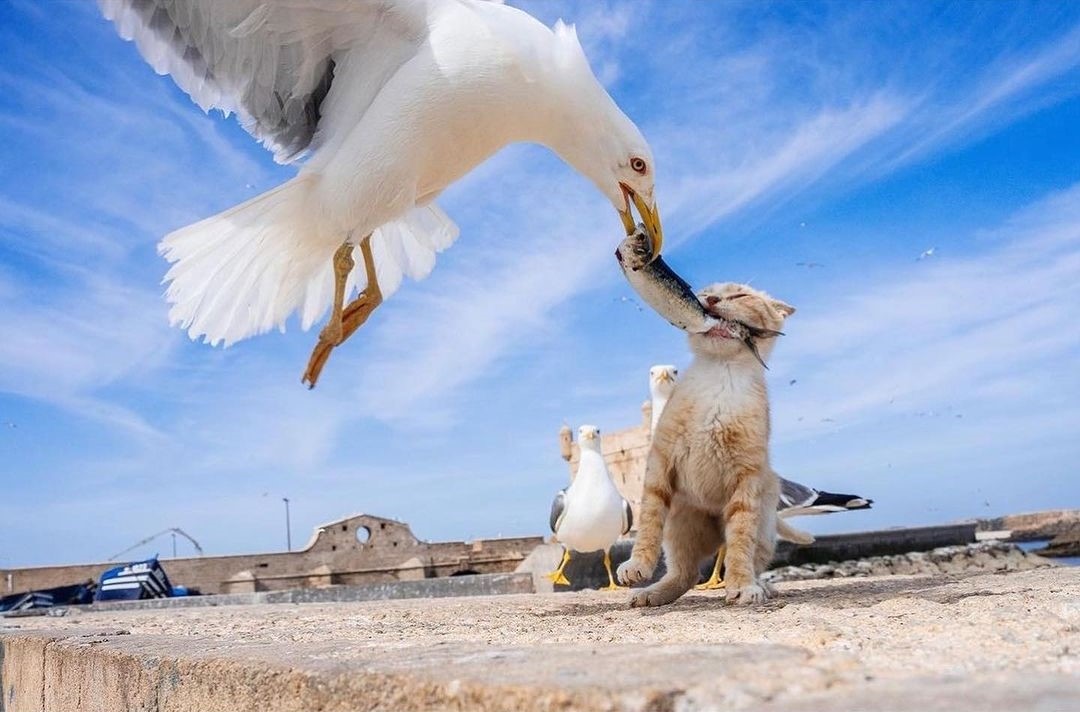 Blink, and You'll Miss It: Masterful Animal Portraits