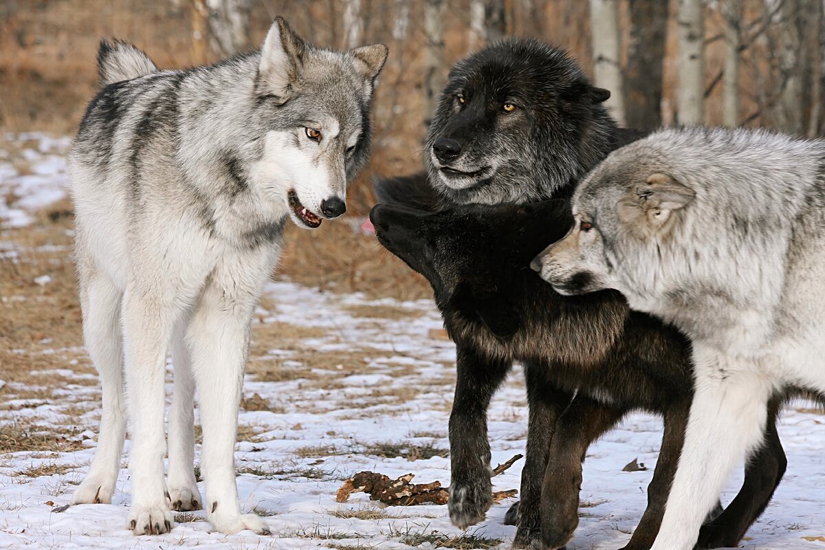 From Protector to Peril: A Closer Look at the Most Menacing Dogs